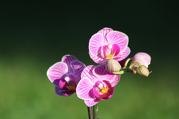Orhideja, puķe, Violeta, purpura orhideja, daba, Orchidaceae, rozā