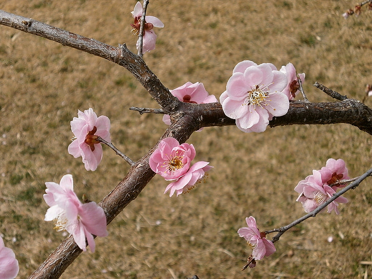 plum, plum blossoms, spring, pink, lawn