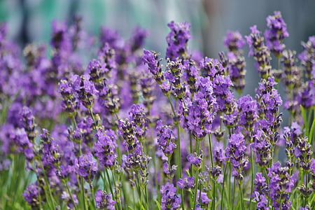 Lavendel, Lavendel välja, dekoratiivtaimede, põllukultuuride, Huulõielised, õis, Bloom