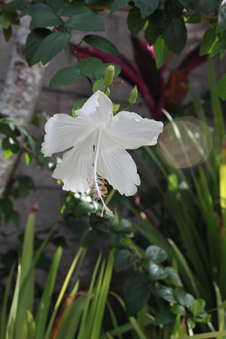 Hibiscus, vit, blomma