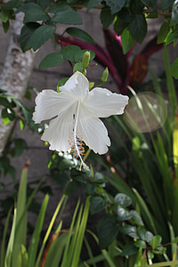 Hibiscus, biela, kvet
