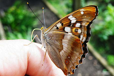 borboleta, menor imperador roxo, Imperador roxo, narigudo, inseto, dedo, temas de animais