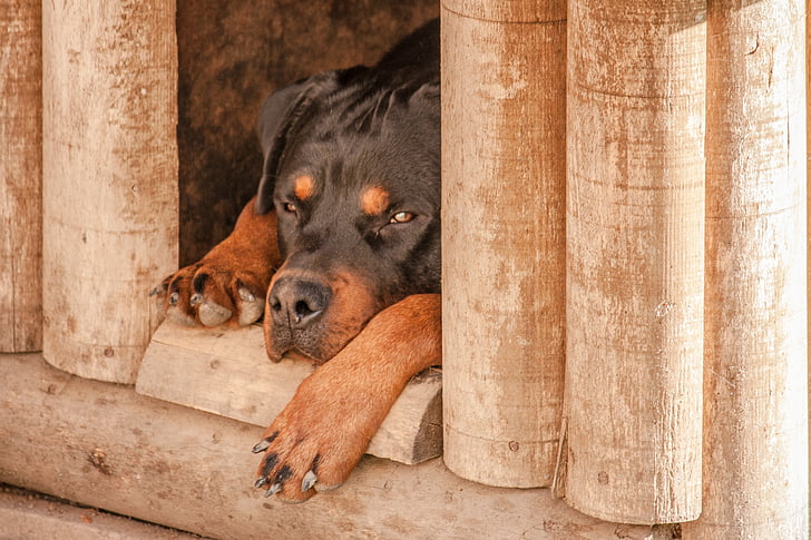 Rottweiler, pies, snu, Dog house, smutny, zwierzętom, zwierzęta