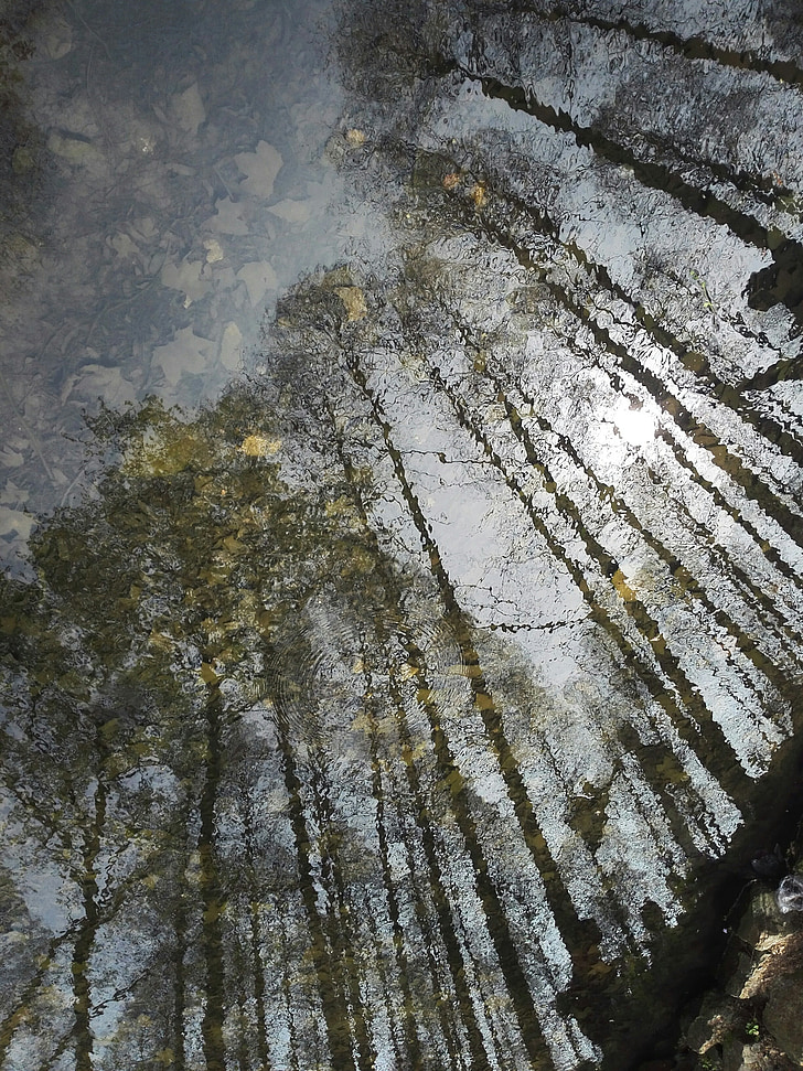 mirror, flower, water, reflection, tree, forest, properties
