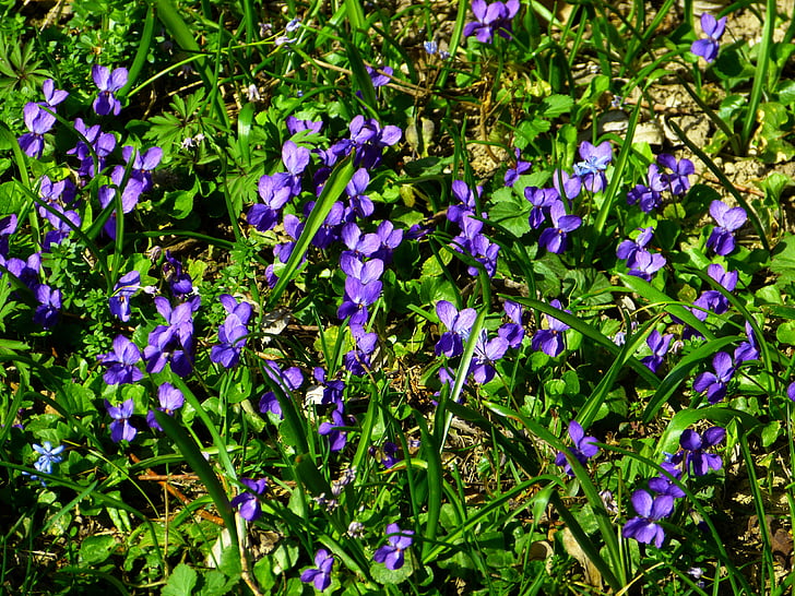 Violet, Viola, roxo, planta, flor, natureza, azul