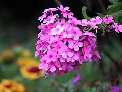 pink, flowers, floral, spring, bouquet, bright, garden