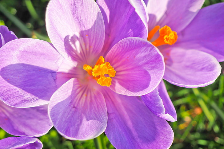 crocus, flower, spring, spring flower, blossom, bloom, purple