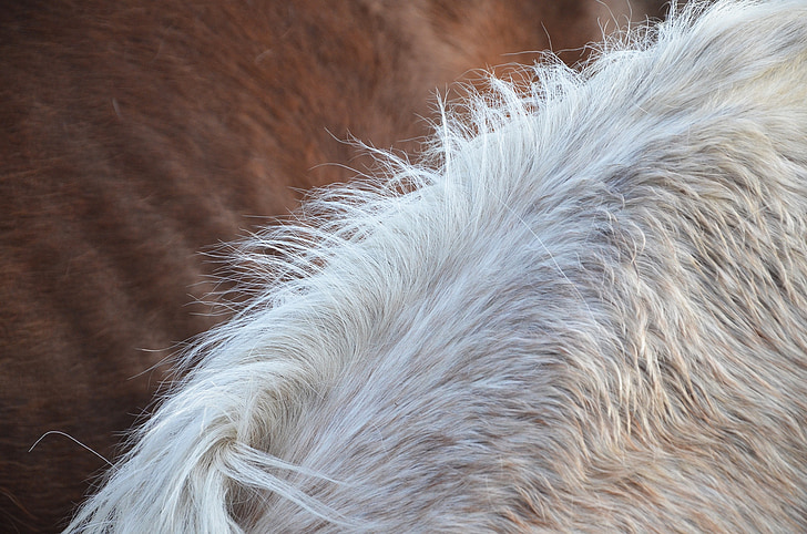 horse, hair, mane, detail