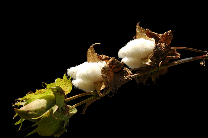 cotton, bush, plant, isolated