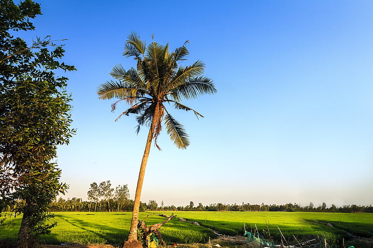 landscape, countryside, vietnam, asia, nature, tree, agriculture