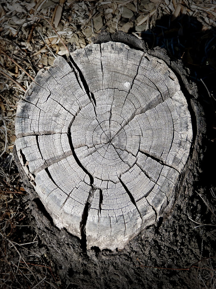 tronc, anells, secció, Lena, secció transversal, fusta, textura