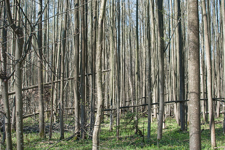 lasu, drzewa, Natura, Rosja, pnie drzew, gąszcz, Moscow region