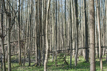 bosc, arbres, natura, Rússia, troncs d'arbre, matoll, regió de Moscou