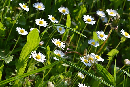 tavaszi, Daisy, Blossom, természet, zöld, virág, fű