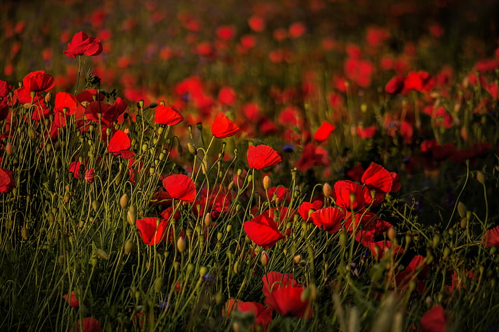 field, poppies, sunset, flowers, red, flower, nature