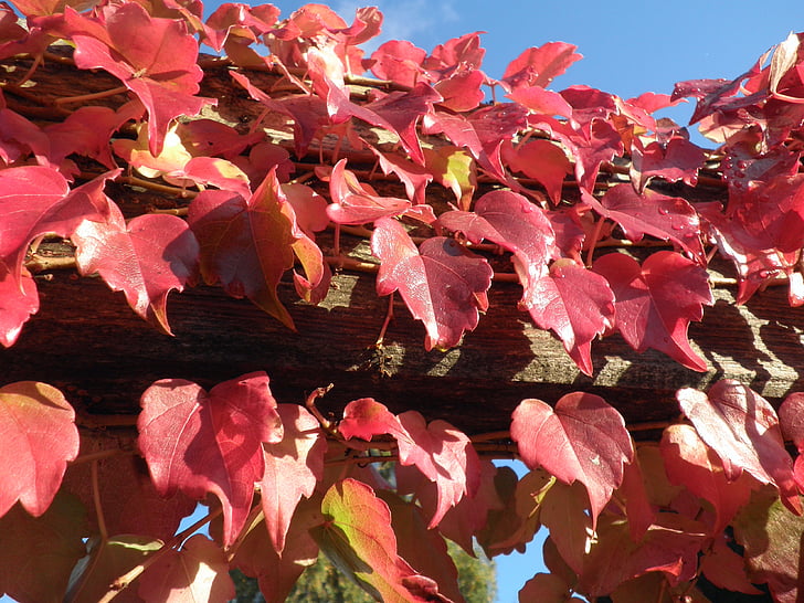 hojas de otoño, rojo, cielo, por goteo, vid, Ranke, planta