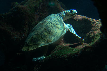 havssköldpaddan, sköldpadda, akvarium, havet, Marina livet
