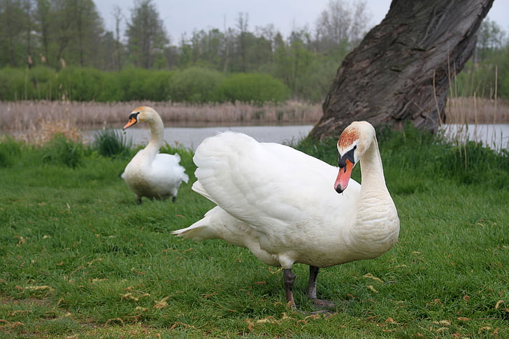 Swan, vták, labute, vtáky, biela