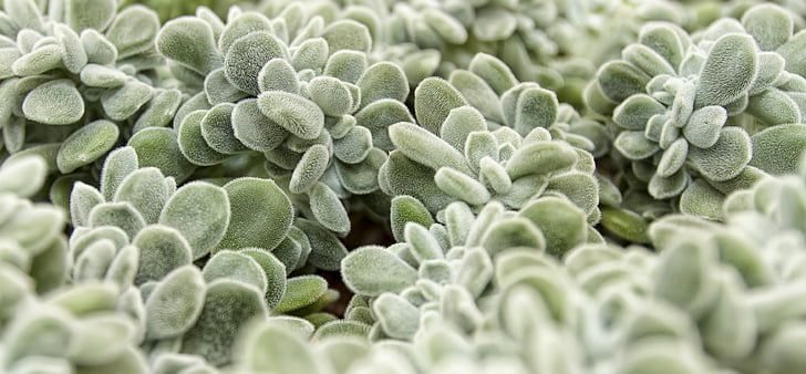 succulent, hairs, silver grey, close, panorama, plant, nature
