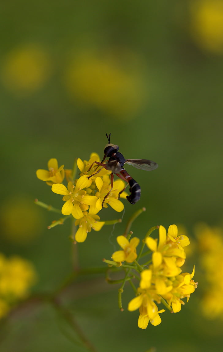 WASP, květ, žlutá, okvětní lístky, Příroda, Wild