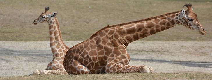 girafa, animal, coll, mamífer