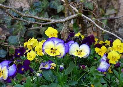 Fiołki, kwiaty, Natura, ogród, niebieski, fioletowy, żółty