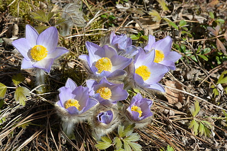 stof anemone, kylmänkukka, en krydsning mellem en, skærer, Häme kolde solsikke hybrider, forår, blomst