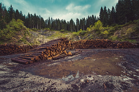 lesnictví, protokolování, odlesňování, dřevo, dřevo, Příroda, Les