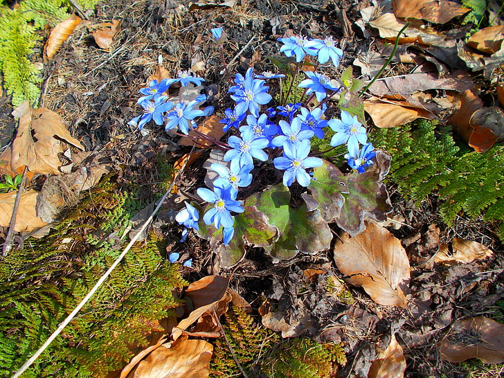 závod, zelená, Příroda