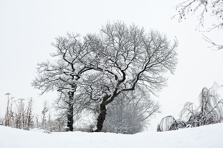 winter, snow, tree, wintry, crown, white
