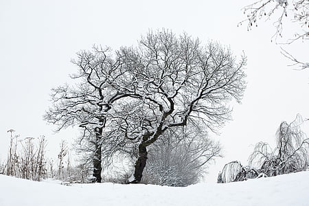 vinter, snö, träd, vintrig, kronan, vit