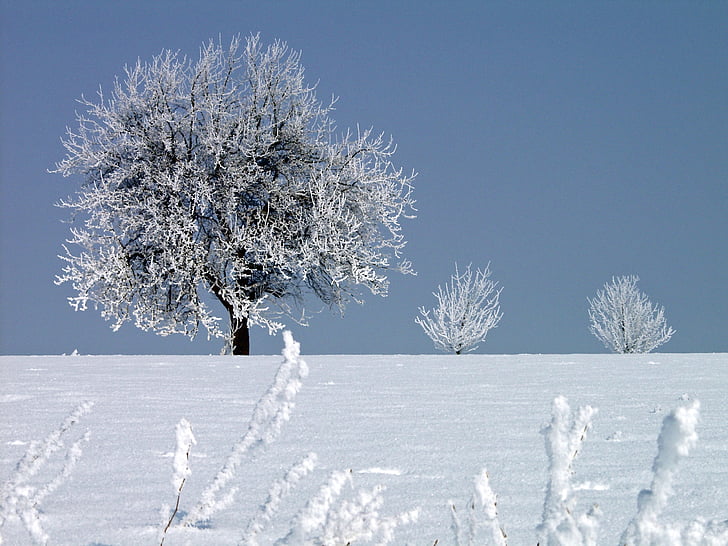 rimfrosten, vinter, kalla, träd, vintrig, Zing temperaturer, fryst