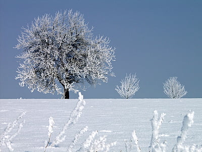 Gebre, l'hivern, fred, arbre, hivernal, zing temperatures, congelat