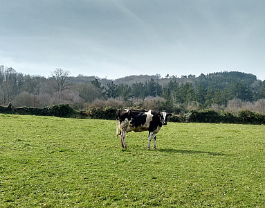 корова, трава, Природа