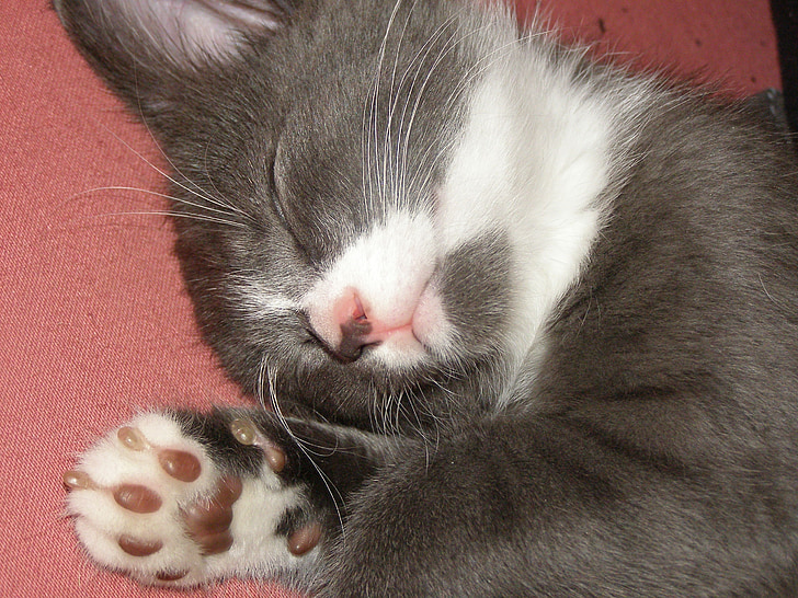 minkštas kojų, katė, kačiukas, pilka ir balta, augintiniai, miega, mieguistas