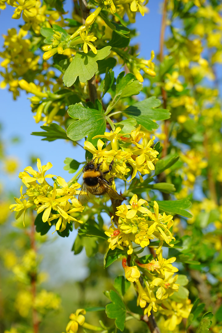 aureum de Ribes, flors, groc, arbust, branca, arbust, grosella