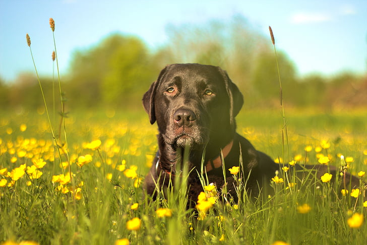 labrador, dog, flower meadow, pets, animal, outdoors, nature