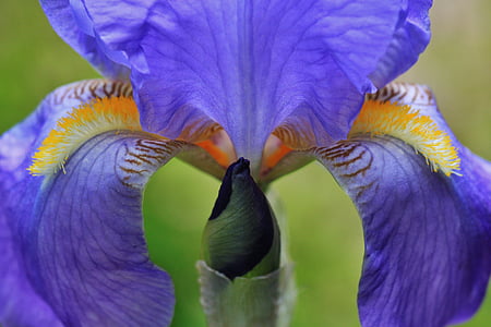 Iris, blomma makro, Blossom, Bloom, knopp, blomma, liljefamiljen