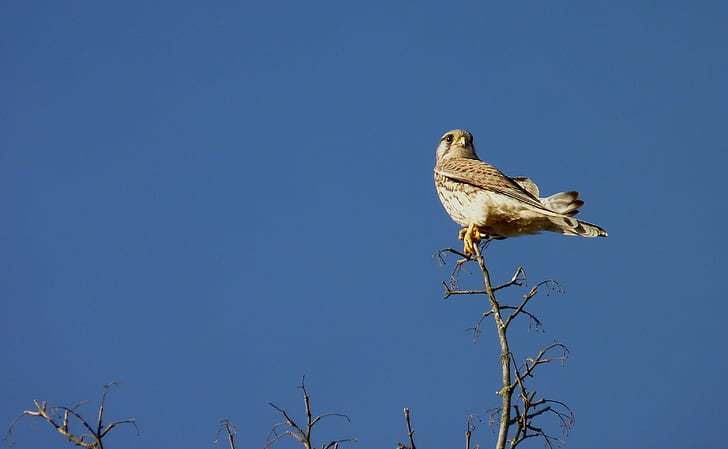 falcon, bird, sky, sit, branch, nature, rest