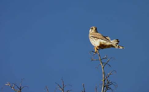 Falcon, vogel, hemel, zitten, tak, natuur, rest