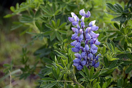 Lupin, plante, Purple, blanc, Blossom, Bloom, nature