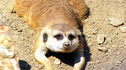Meerkat, cara, vida selvagem, bonito, jardim zoológico, animal, cabeça