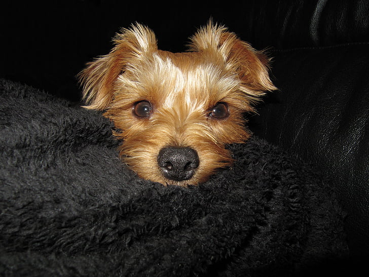 Yorkshire Terrier, cane, animale domestico, Terrier