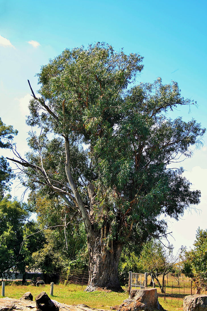 pitkä puu, puu, pitkä, Eucalyptus, Farm, Willem prinsloo, maatalouden farm
