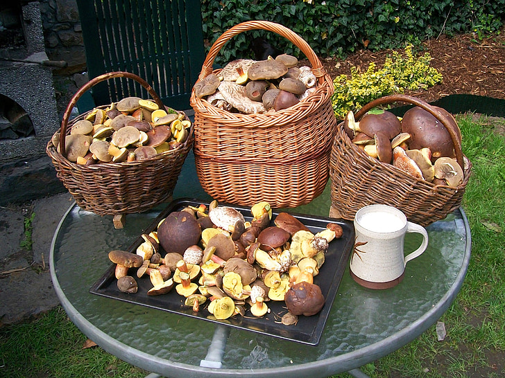 setas, cesta con setas, bosque, marrón, otoño