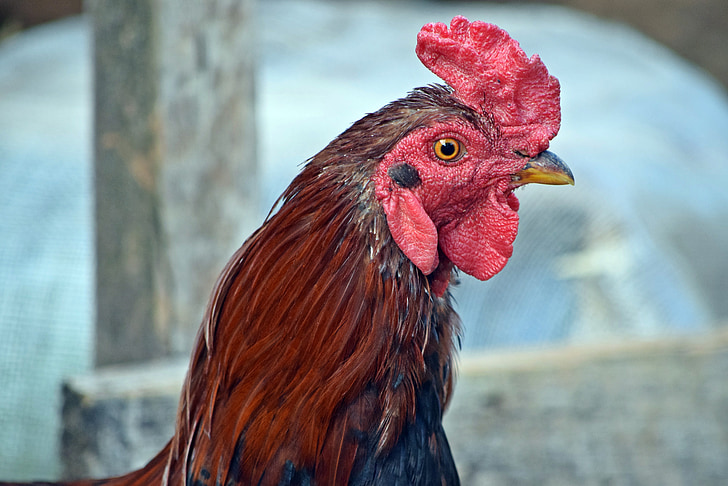 cock, bird, chicken, farm, chicken - Bird, agriculture, rooster