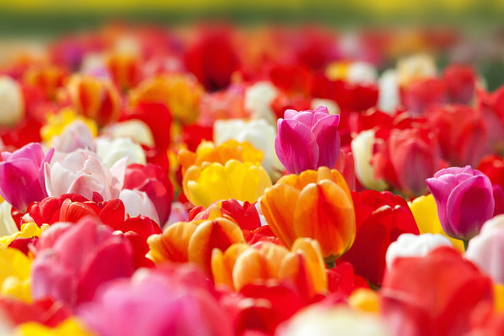 Tulip, bunga musim semi, bunga, Blossom, mekar, kuning, merah