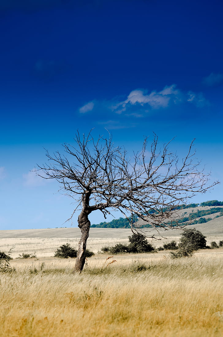 bare, tree, middle, grassland, clear, sky, Wood