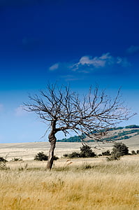 bare, tree, middle, grassland, clear, sky, Wood