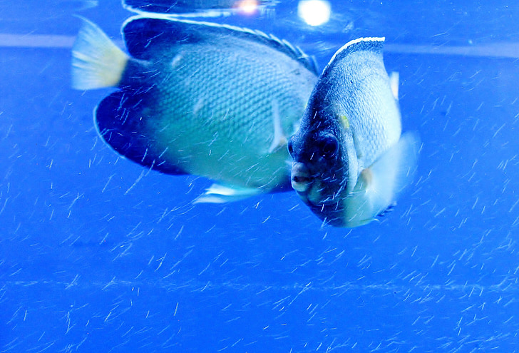 hal, kék, akvárium, Fish Tank, víz